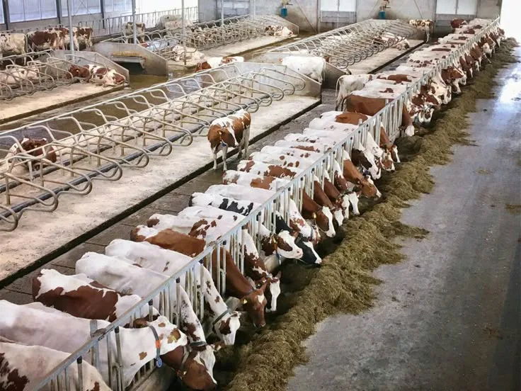 Feed Mill Operations